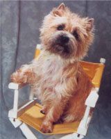 CH. Okinawa De la terrardiere